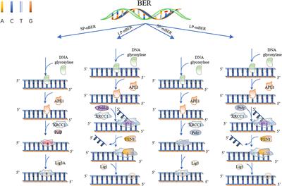 Polymerases and DNA Repair in Neurons: Implications in Neuronal Survival and Neurodegenerative Diseases